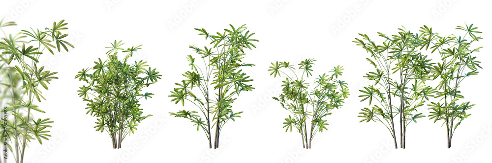 Fototapeta premium Set of lady palm isolated on white background with selective focus closeup. 3D render. 3D illustration. 