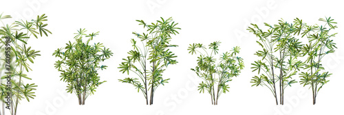 Set of lady palm isolated on white background with selective focus closeup. 3D render. 3D illustration. 