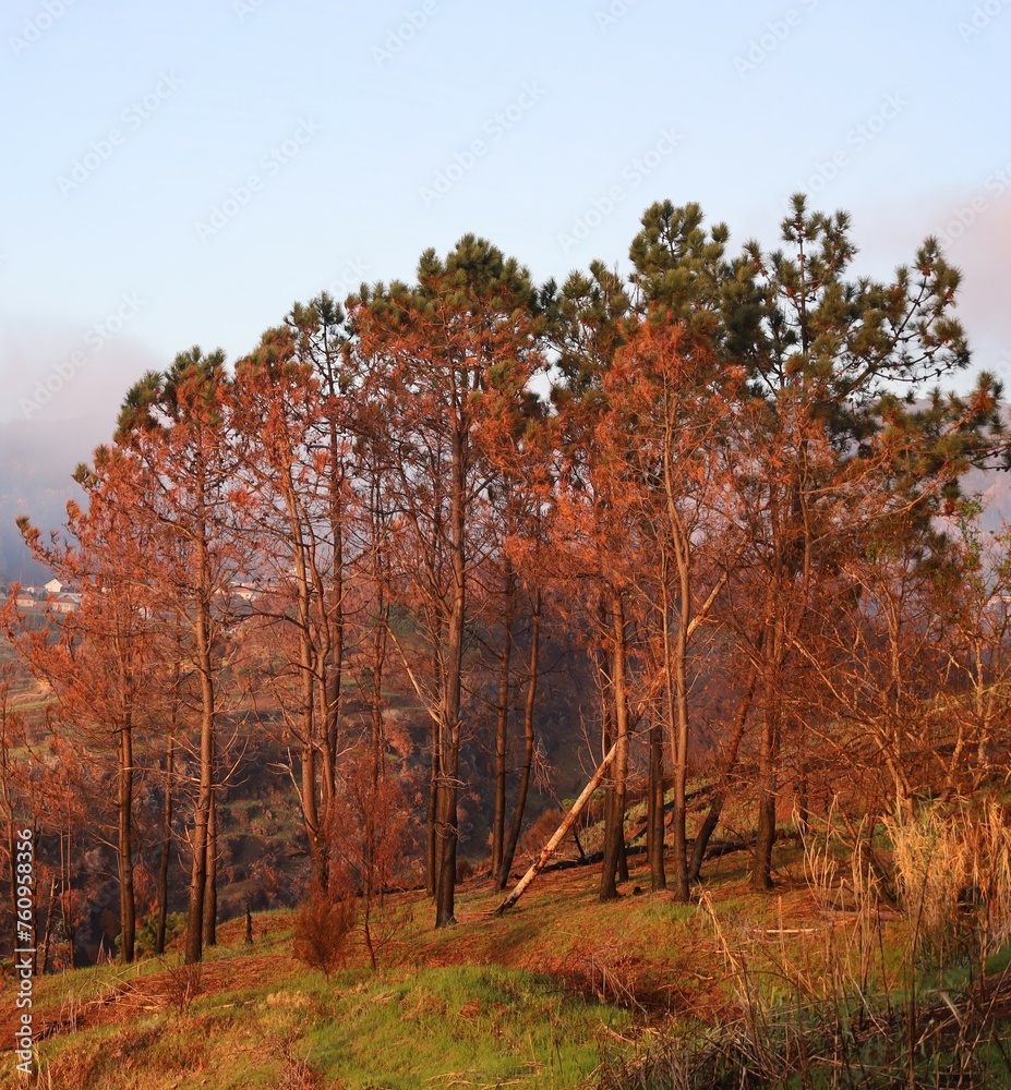 Burned trees after wildfire in the morning light, Madeira