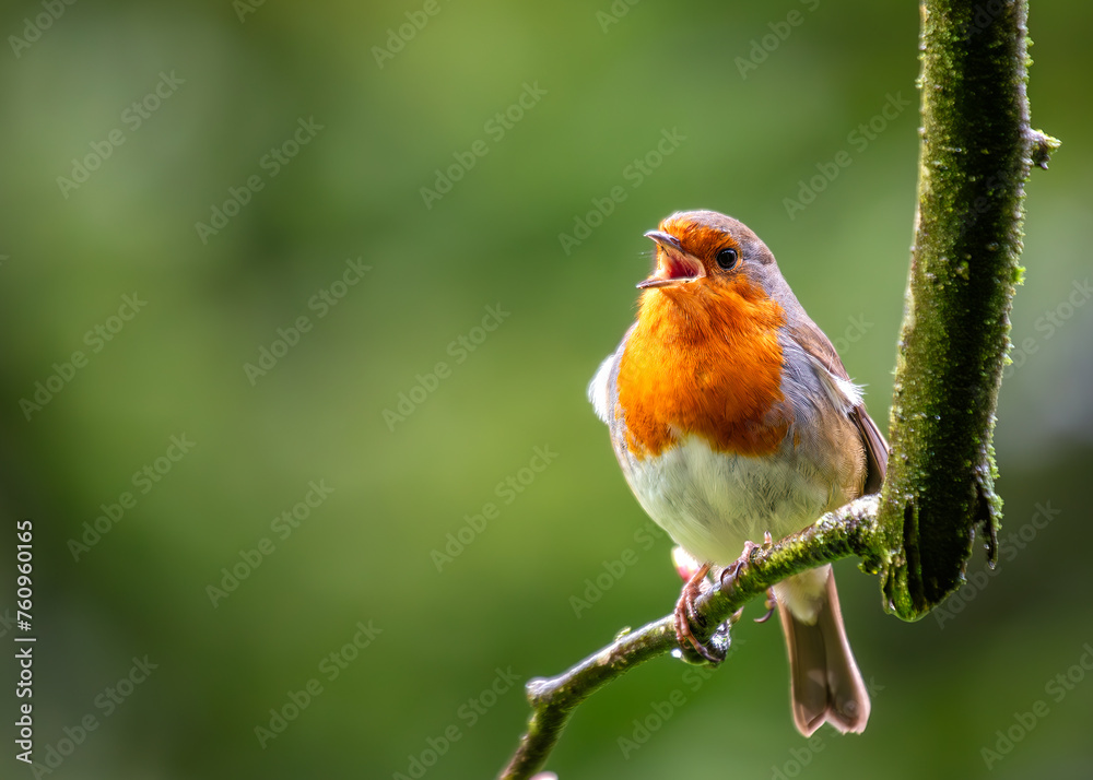 Fototapeta premium European Robin Red Breast (Erithacus rubecula) in National Botanic Gardens, Dublin, Ireland