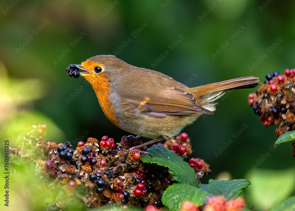Fototapeta premium European Robin Red Breast (Erithacus rubecula) in National Botanic Gardens, Dublin, Ireland