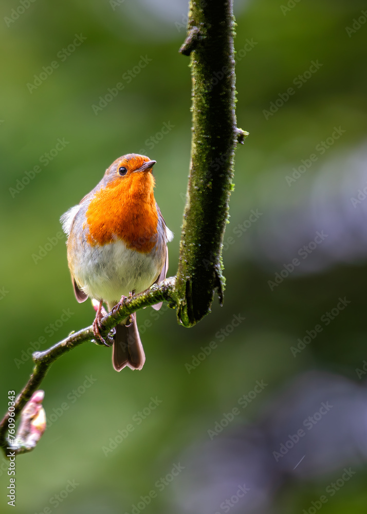 European Robin Red Breast (Erithacus rubecula) in National Botanic Gardens, Dublin, Ireland European Robin Red Breast (Erithacus rubecula) in National Botanic Gardens, Dublin, Ireland