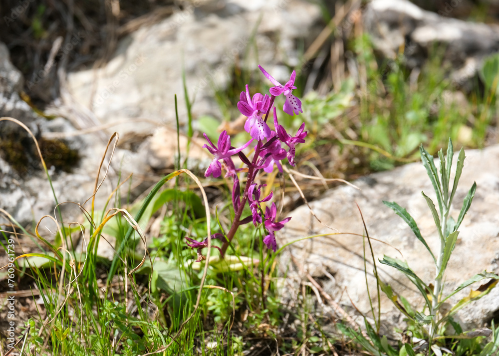 Spring bloom of a wild orchid (lat.- Orchis anatolica) Spring bloom of a wild orchid (lat.- Orchis anatolica)