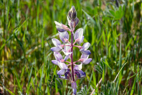 Flowering Palestine Lupine (lat.- Lupinus palaestinus)