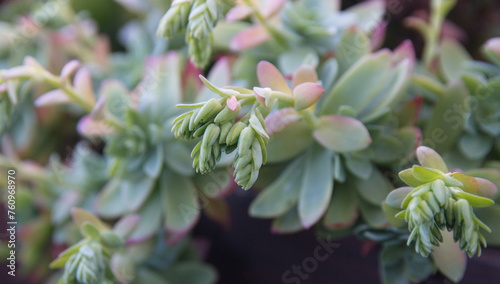 Sedum palmeri in bloom, succulent plant with yellow flowers photo