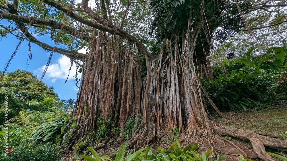 DESHAIES (Guadeloupe)
