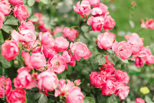 Beautiful close up photo of a lots of small pink flowers, rose flower heads, in the nice light bokeh garden background. Gift card, there is space for text. © annaartday