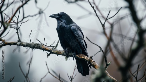 A lone raven perched on a barren tree branch against a grey sky  AI generated illustration © ArtStage