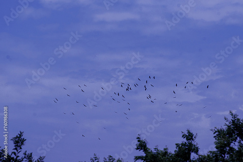 Photograph of flocks of flying birds in the evening sky