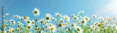 A lush field of white daisies with vibrant yellow centers basking in the sun against a clear blue sky.