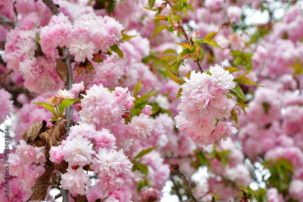 Paris, France. Cherry blossoms blooming in a park near the Champs Elysées. April 4, 2022. Paris, France. Cherry blossoms blooming in a park near the Champs Elysées. April 4, 2022.