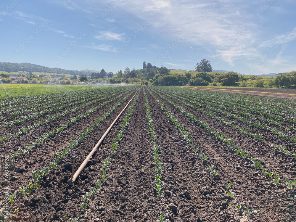 field of kale