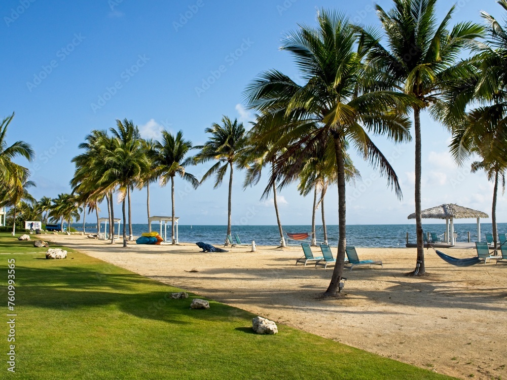 Palm trees blow in the Caribbean wind on the Cayman Islands