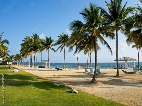 Palm trees blow in the Caribbean wind on the Cayman Islands © Andrew