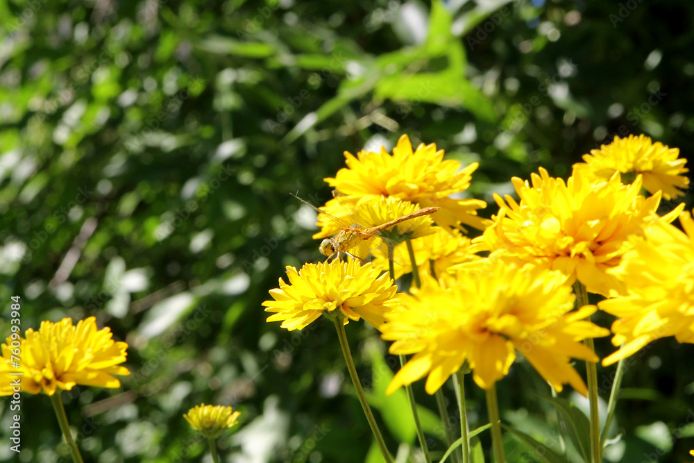 Beautiful yellow flowers on a green background. Garden with flowers, summer meadow Beautiful yellow flowers on a green background. Garden with flowers, summer meadow