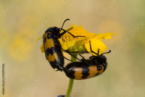 Mylabris varias, blister beetle, oil beetle (Copula) Beetle (Mylabris varias). Bunnari Park, Sassari, Sardinia. Italy photo