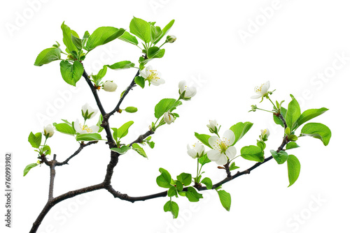 Apple tree brunch in spring isolated on white background, minimalist purity, serene feeling