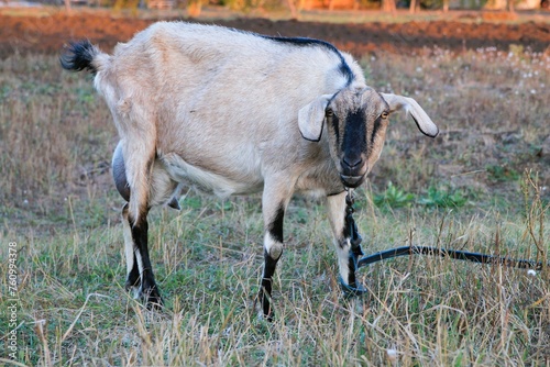 Goat in a meadow in the village