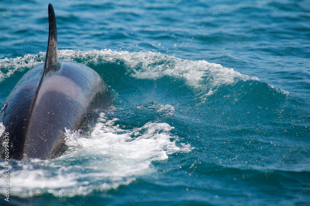 Fototapeta premium Orca or Killer Whale, with copy space. It has rake marks, scarring inflicted by the teeth of other Killer Whales. Location: Hauraki Gulf, New Zealand.