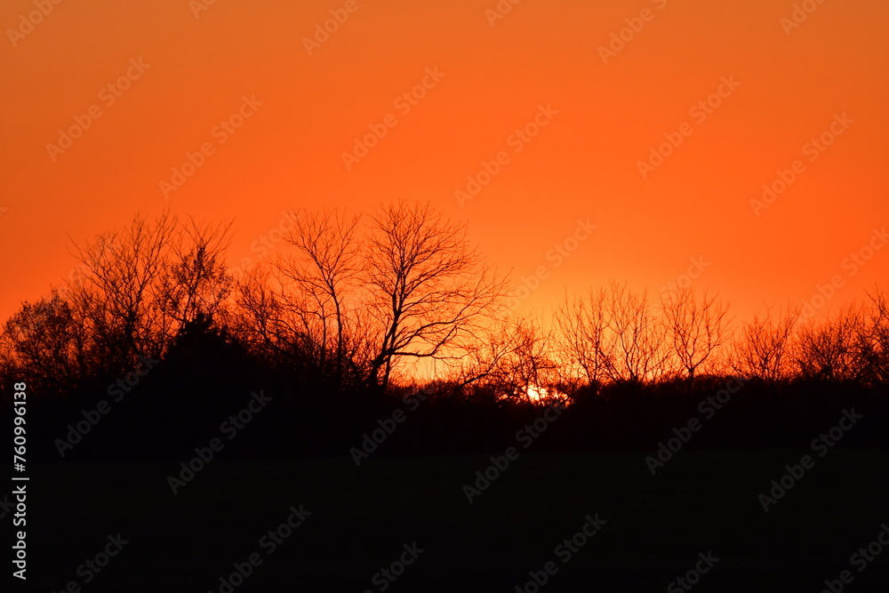 Obraz premium Tree Silhouette in an Orange Sunset
