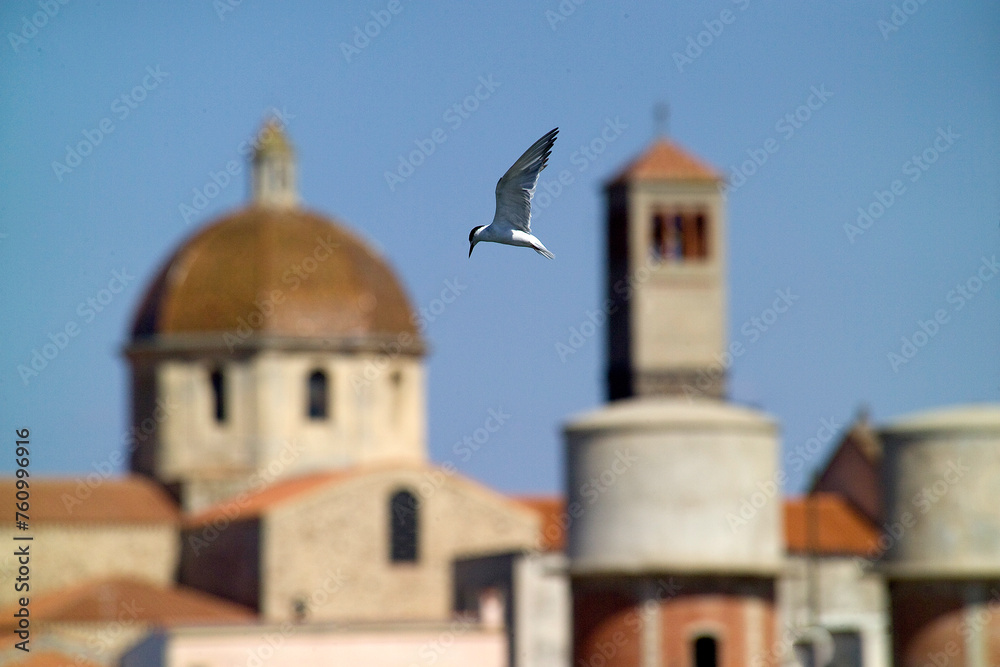 Sandwich Tern (Thalassaeus sandvicensis), Tern in flight, the cathedral in the background. Cabras, OR, Sardinia. Italy