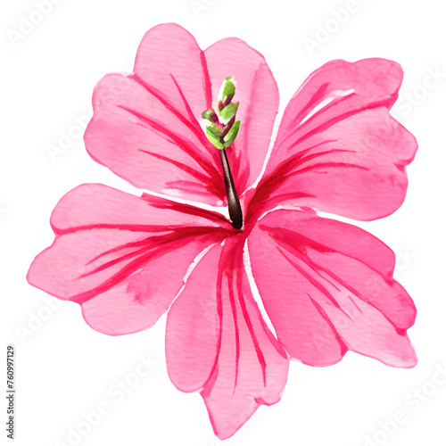 Pink hibiscus flower illustration 