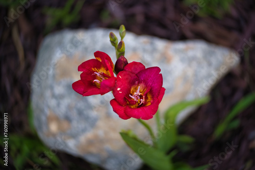 orchid in the garden