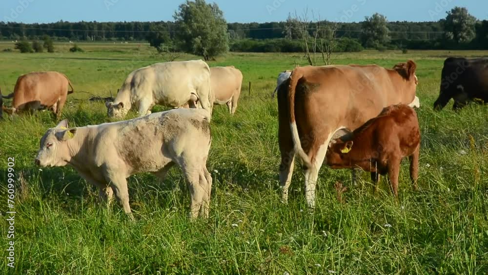 Cattle on pasture, summer evening, in Ystad municipality, Skane, Scania, Sweden, Scandinavia, Europe Cattle on pasture, summer evening, in Ystad municipality, Skane, Scania, Sweden, Scandinavia, Europe