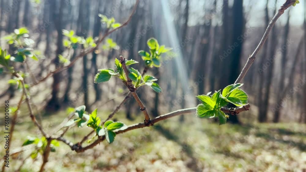 Fresh green young leaves on a bush against a background of trees in the forest in spring. Fresh green young leaves on a bush against a background of trees in the forest in spring.