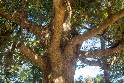 Large Tree