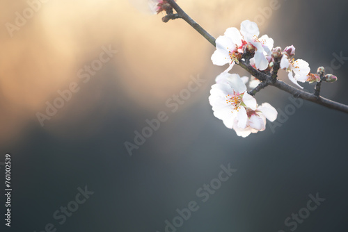 Almond branch in bloom, close-up, sunset. Close-up image of blossoming almond in Greece