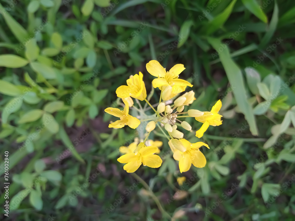 Yellow flower in garden with green background.