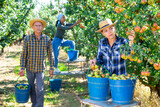 Young woman farmer picking ripe organic pears, man carrying bucket. Seasonal farm workers working in orchard, harvesting season
