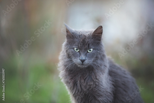 Portrait of Beautiful stray grey cat similar to russian blue breed is sitting on the street. the cat with green eyes.