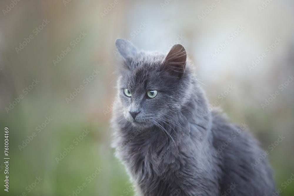 Portrait of Beautiful stray grey cat similar to russian blue breed is sitting on the street. the cat with green eyes. Portrait of Beautiful stray grey cat similar to russian blue breed is sitting on the street. the cat with green eyes.
