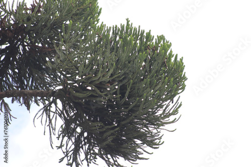 branches of the Araucaria tree. details of nature. plant details.