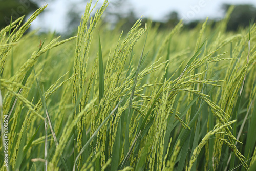 Rice plants that have already produced fruit with leaves that are still green isolated on blur background