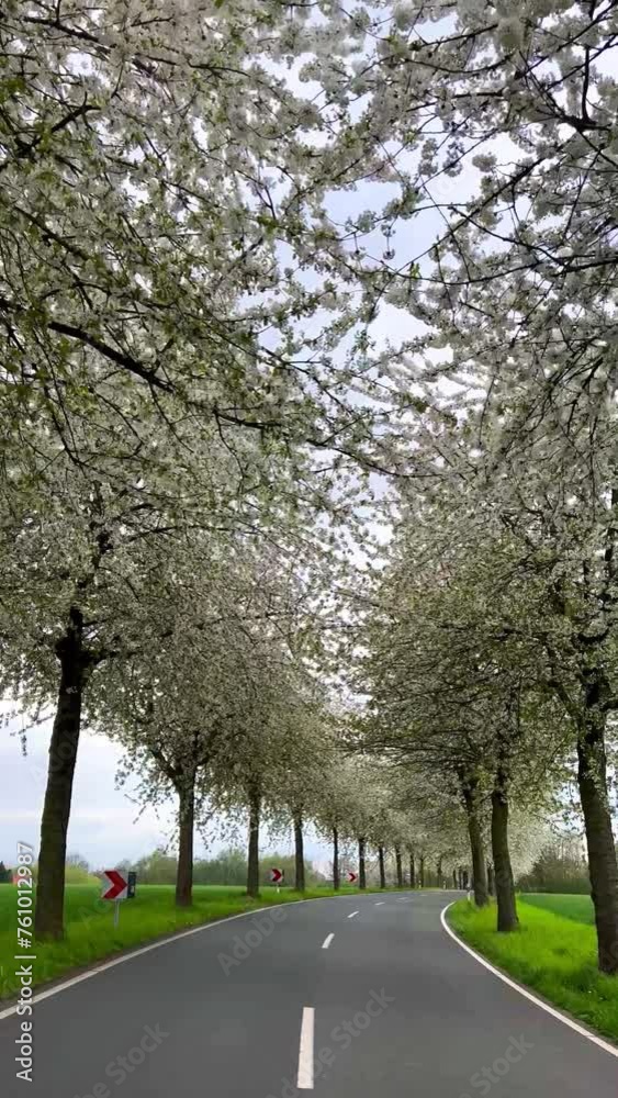 Spring landscape a road among blossoming cherry alley. Germany countryside. Vertical video. Spring landscape a road among blossoming cherry alley. Germany countryside. Vertical video.