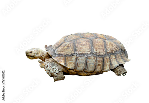 African spurred tortoise or Geochelone sulcata isolated