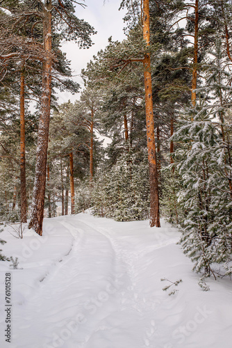 background with a winter forest. winter forest with pines and snow. snowdrifts, a path and pine trees in the snow. frosty winter forest
