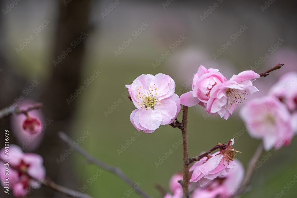 Obraz premium ひっそりと咲く満開のピンクの紅梅