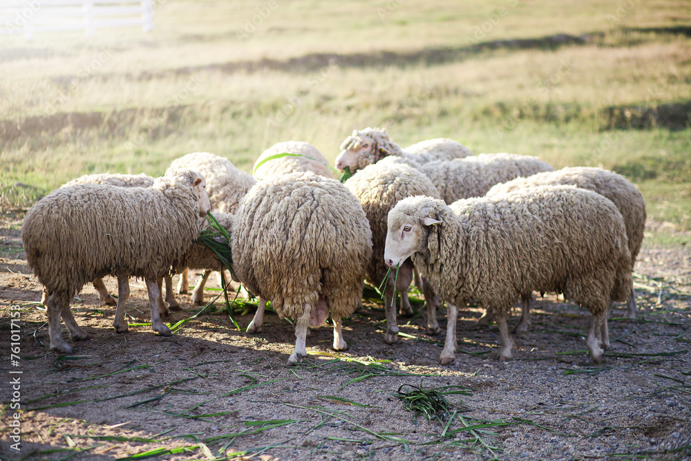 A flock of sheep is eating grass in the middle of the meadow. A flock of sheep is eating grass in the middle of the meadow.
