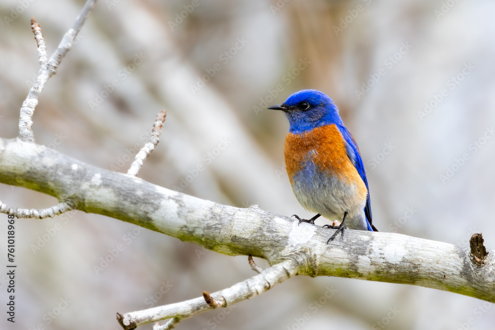 Closeup of western bluebird Closeup of western bluebird