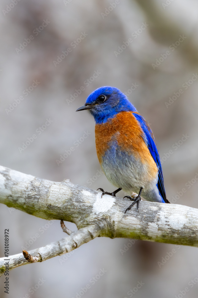 Samoa kinderen bluebird sale