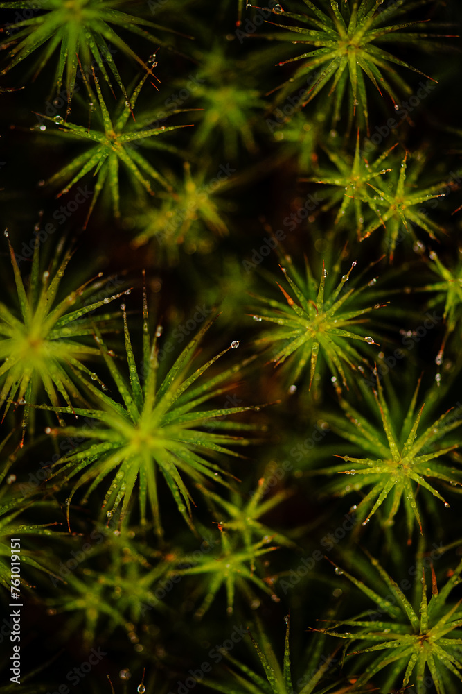 Fototapeta premium up close moss