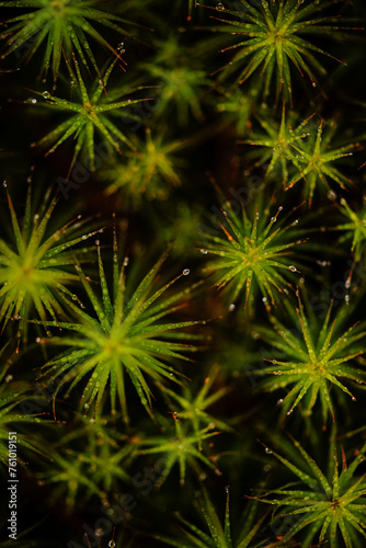 up close moss