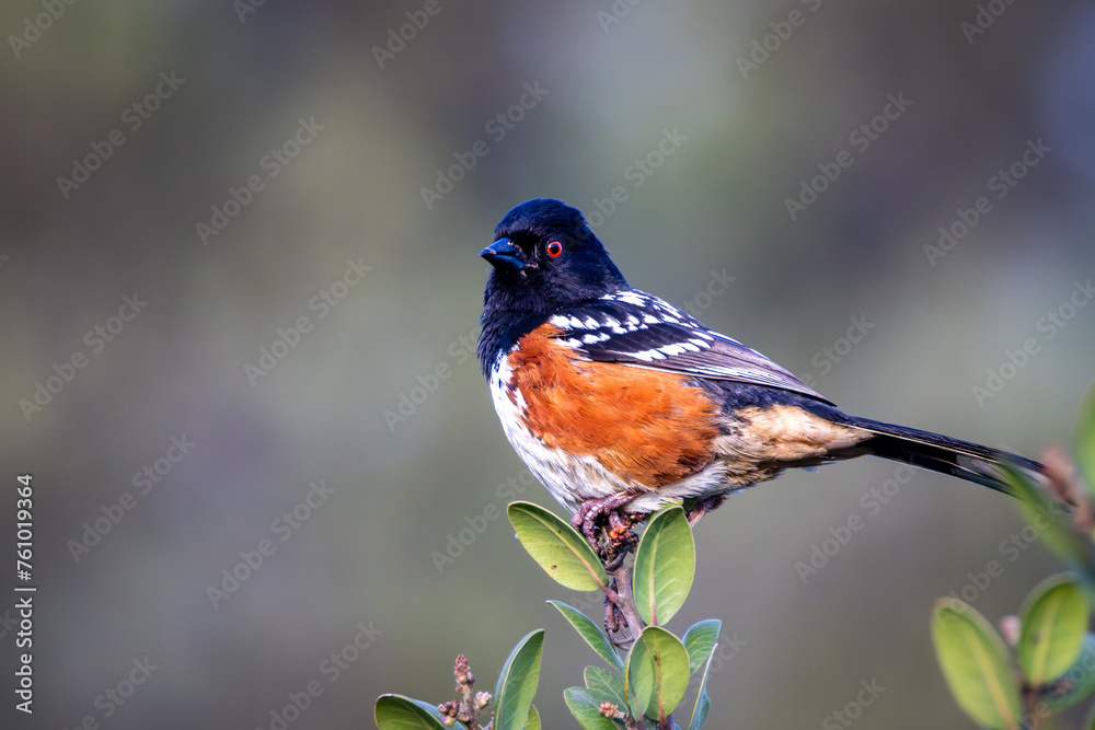 Fototapeta premium Closeup of Spotted Towhee on a bush