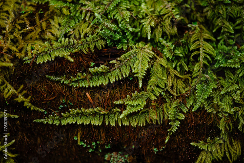 fern moss in the forest