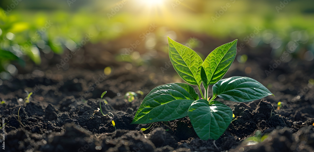 A peaceful and serene image of a green plant in a field, representing the beauty of nature and agriculture. - obrazy, fototapety, plakaty 