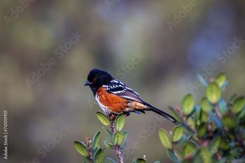 Closeup of a spotted towhee photo